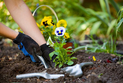 Planter une violette de jardin