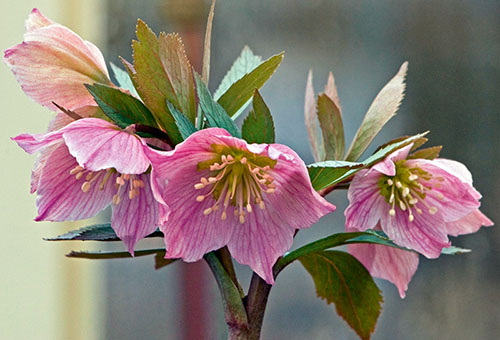 Fleurs d'hellébore