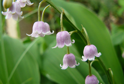 Lily của thung lũng