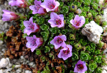 Blooming saxifrage