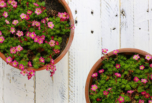 Saxifrage en pot