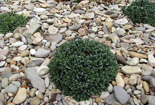 Saxifrage dans le jardin