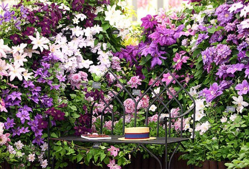 Các loại clematis khác nhau