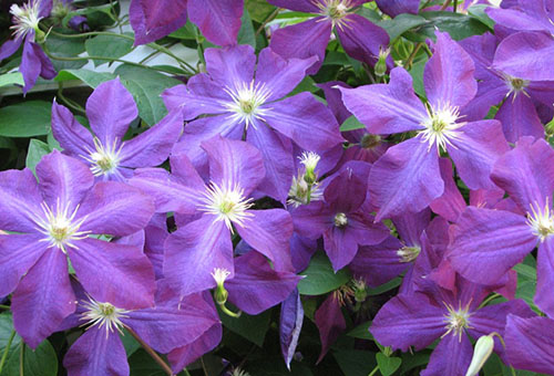 Clematis, Jacqueman lai