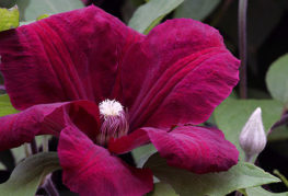 Clematis Rouge Cardinal