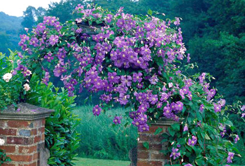 Chế độ xem Ampel của clematis