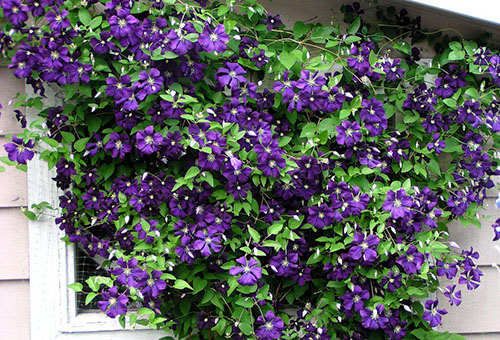 Clématite en fleurs