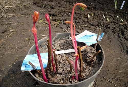 Pousses de pivoine dans un pot