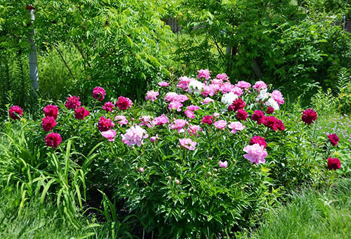 Pivoines en fleurs