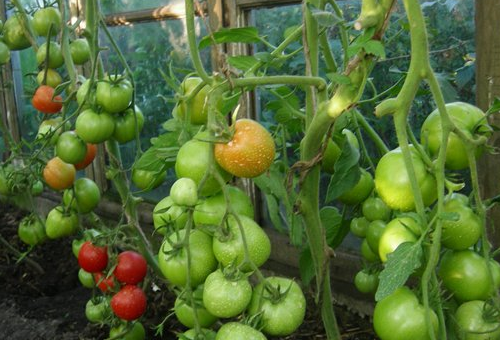 Tomates dans une serre