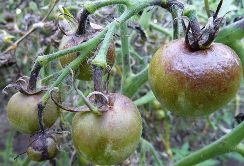 Tomates malades