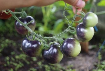 Le mildiou sur les tomates