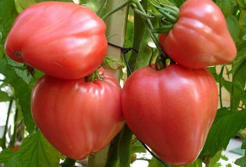 Tomates rouges dans la serre