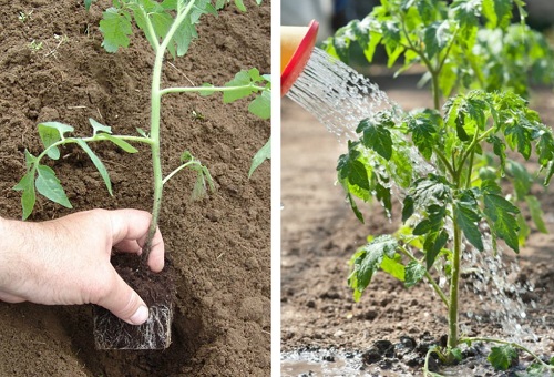 Transplantation de plantes dans le sol