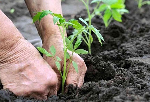 planter une tomate dans une serre