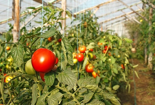 Tomates rouges dans la serre