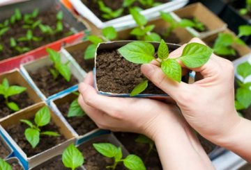 Top dressing et arrosage des plants