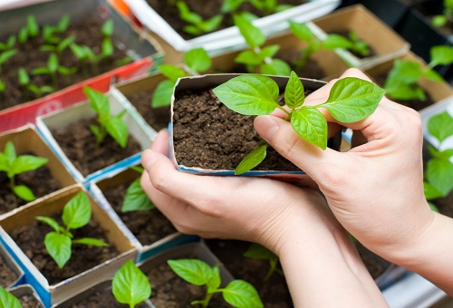 Top dressing et arrosage des plants