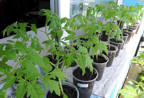 Les semis cultivés sur le rebord de la fenêtre