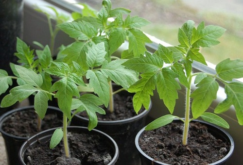 Pousses de tomates dans des gobelets en plastique