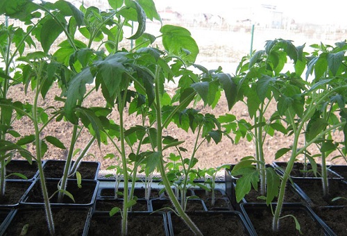 Semis de tomates sur le rebord de la fenêtre