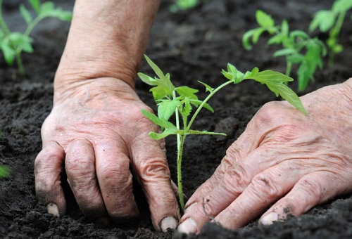 Planter des pousses en pleine terre