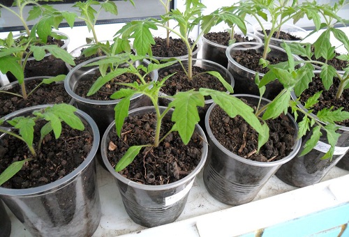 Pousses de tomates