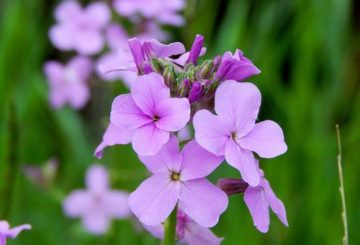 Hoa Hesperis