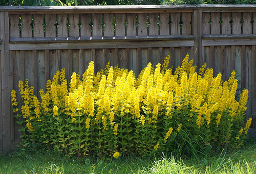 Nở hoa loosestrife đốm gần hàng rào