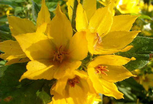 Hoa loosestrife đốm