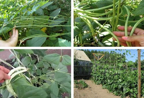 Haricots d'asperges dans le jardin