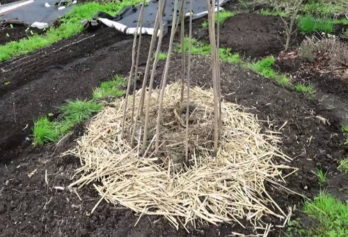 Légume Vigna dans le jardin