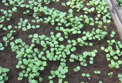 faire pousser des violettes dans le jardin