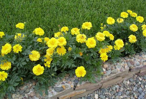 fleurs dans le jardin