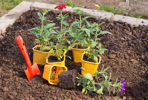 planter des fleurs en pleine terre