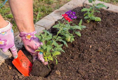 planter des fleurs en pleine terre