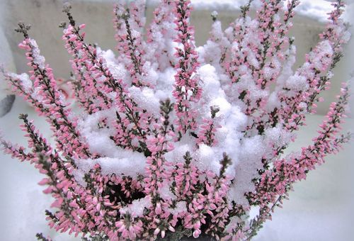 Rose chiné dans la neige