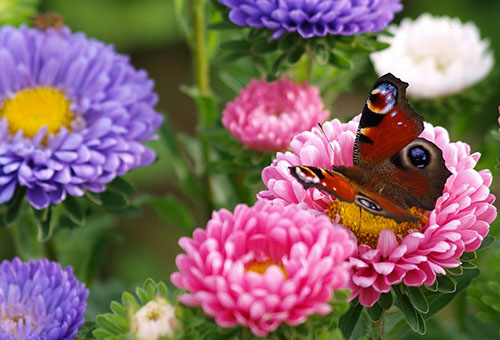 Papillon sur fleur d'aster