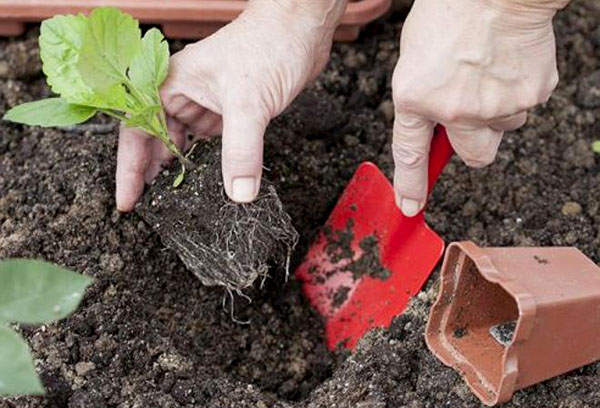 Planter un aster en pleine terre