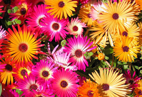 Asters multicolores