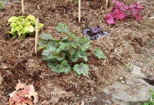 fleurs en plein champ