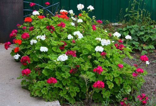 Pelargonium sur place