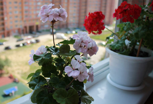 Vattna Pelargonium