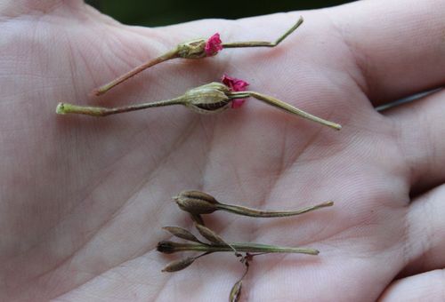 Pelargoniumfrön