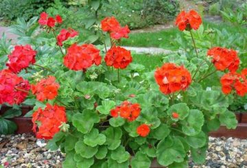 Pelargonium