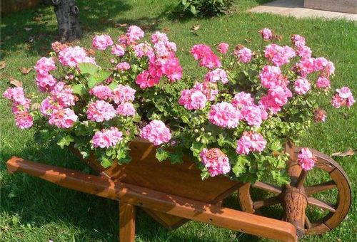 Pelargonium sur le site