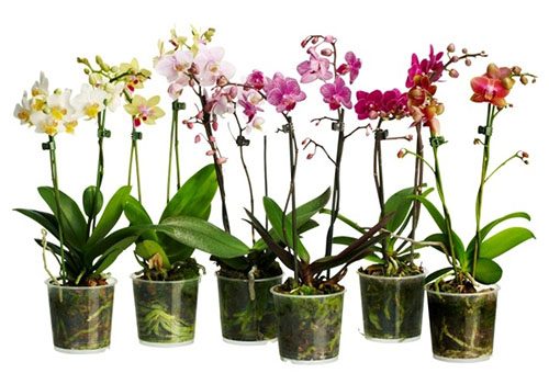 Différentes variétés d'orchidées