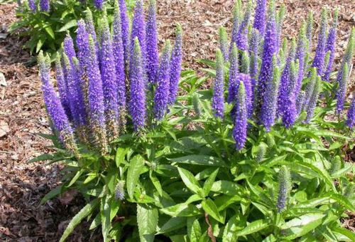 veronica fleur dans le jardin