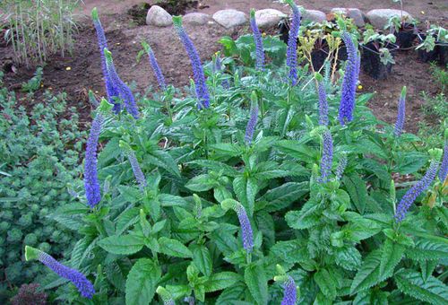 Blooming veronica