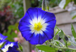 Ipomoea tricolore